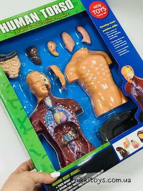Детский набор "Анатомия человеческого тела"